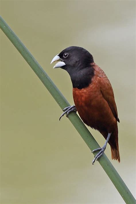 Chestnut Munia Or Black Headed Munia Lonchura Atricapilla 黑頭文鳥