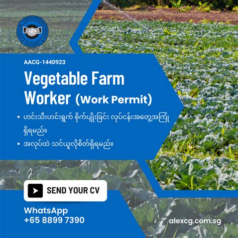 Vegetable Farm Worker WP Alex Aung Career Guidance Service