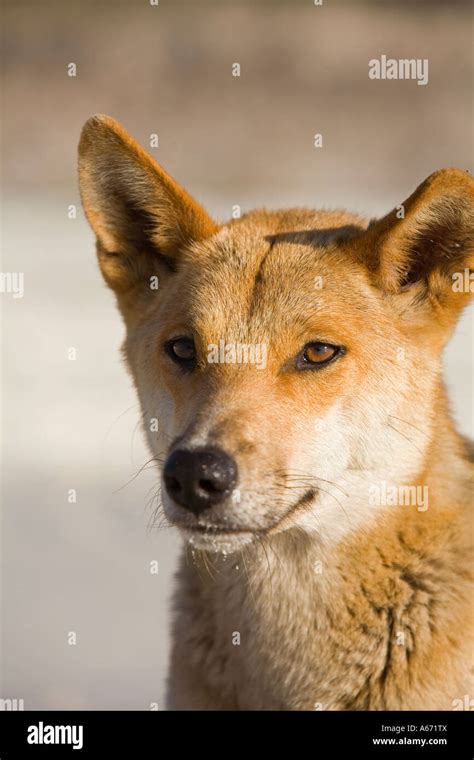 A Dingo Canis Familiaris The Dingo Is Australias Native Dog With