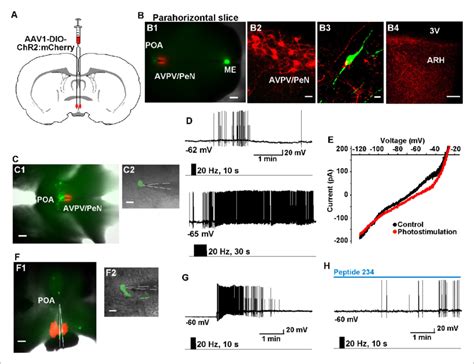 High Frequency Photoactivation Of Kiss1 AVPV PeN Neurons Excites GnRH