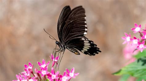 Conoce El Profundo Significado De Que Aparezca Una Mariposa Negra En Tu