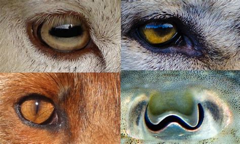 Revealed: why animals’ pupils come in different shapes and sizes