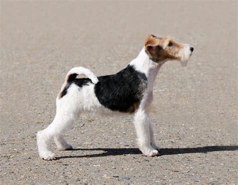 Fox Terrier Caractère Origine Santé Et Alimentation De Ce Chien