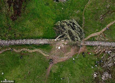 Man Questioned Over Sycamore Gap Tree Felling Walter Renwick Has Two