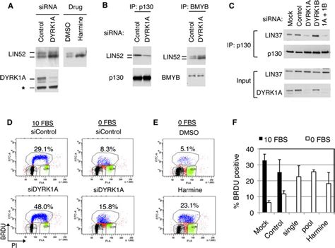 Dyrk1a Contributes To The Dream Complex Assembly And Entry Into