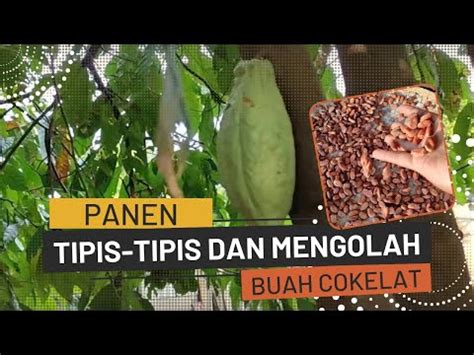 Serunya Panen Tipis Tipis Dan Mengolah Buah Coklat Biji Kakao