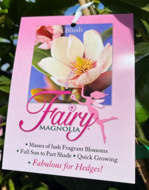 Magnolia Fairy Blush Echuca Moama Plant Farm