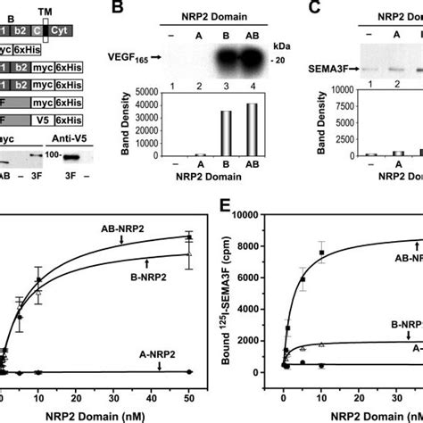 Nrp2 Domain Binding Specificities For Vegf 165 And Sema3f A Schematic