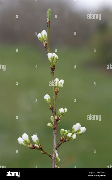 Close Up Of Blackthorn Prunus Spinosa Buds Emerging Stock Photo Alamy