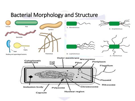 SOLUTION: Bacteria structure 2 - Studypool