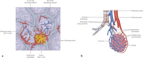 Bronchial Veins