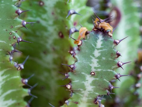 Poze Natură Cactus Plantă Frunze Deşert Floare Verde Legume şi