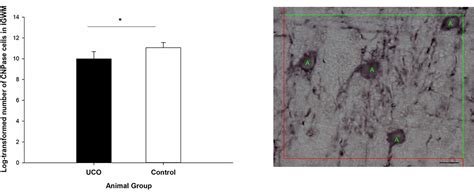 Frontiers Dysmaturation Of Somatostatin Interneurons Following