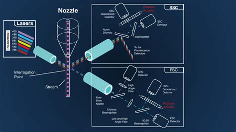 Invitrogen Bigfoot Cell Sorter Spectral Unmixing What S New