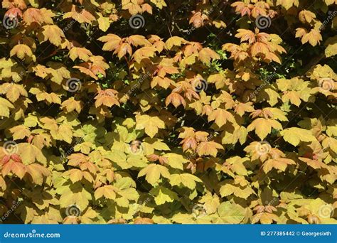 Newly Opened Leaves On Sycamore In Hedgerow Stock Photo Image Of