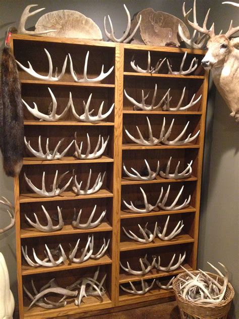 Ways To Display Deer Sheds The Urban Decor