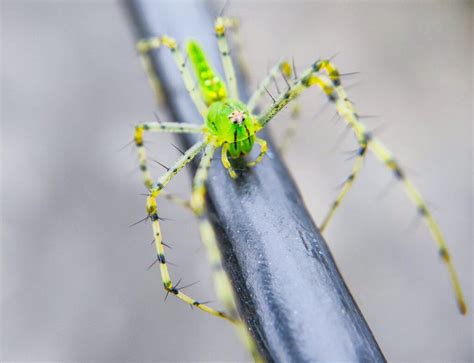 16 Spectacularly Colored Spiders That Look Like Works Of Art Rarest Org