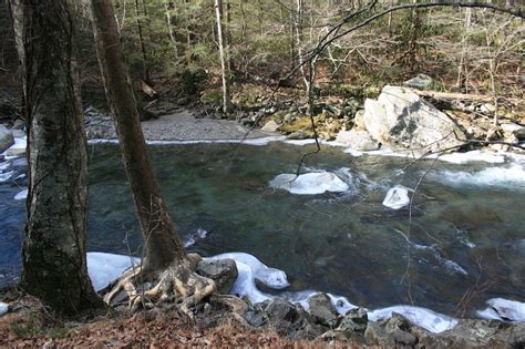 Smokies Fishing Report Fightmaster Fly Fishing Smokies Fishing Report