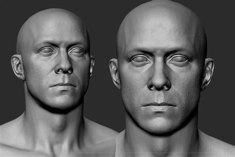 White Male Head Anatomy 3D model | CGTrader