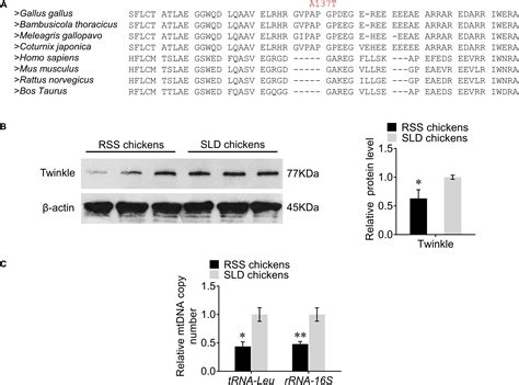 Frontiers Mutation Of Twnk Gene Is One Of The Reasons Of Runting And