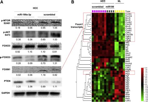 Mir 199a 3p Modulates Mtor And Pak4 Pathways And Inhibits Tumor Growth