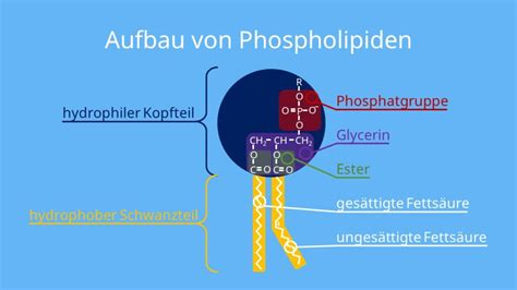 Lipide Definition Arten Und Aufbau Mit Video