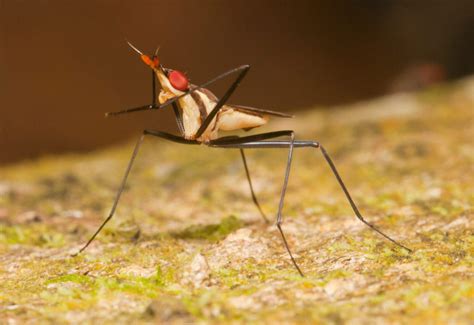 Cactus Fly from Singapore - What's That Bug?