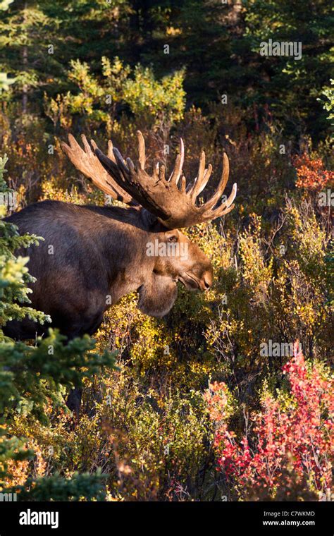 Bull Moose Denali National Park Alaska Stock Photo Alamy