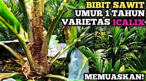 Bibit Sawit Umur 1 Tahun Varietas Icalix Youtube