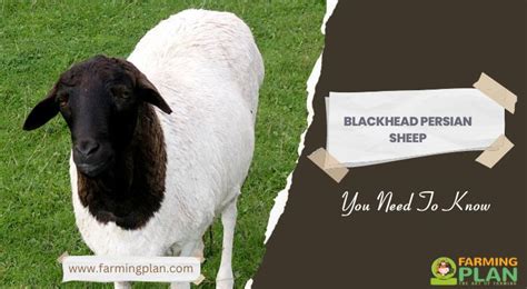 Blackhead Persian Sheep: You Need To Know - Farming Plan