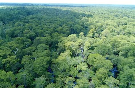 Scovato in una palude uno degli alberi più vecchi del mondo Tiscali