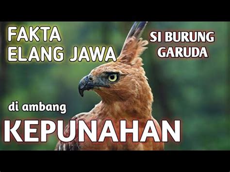 FAKTA ELANG JAWA SI BURUNG GARUDA DI AMBANG KEPUNAHAN Alamliarmedia