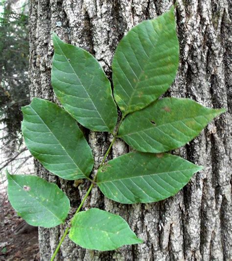 White Ash Fraxinus Americana Tree Seeds White Ash Tree Ash Tree