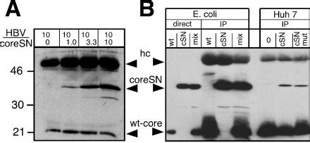 Coexpression Of CoreSN And Wild Type HBV Core Protein In HuH7 Cells A