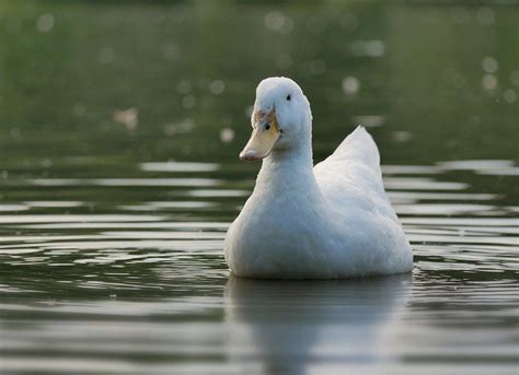 Aylesbury duck | Duck, Animals, Photography