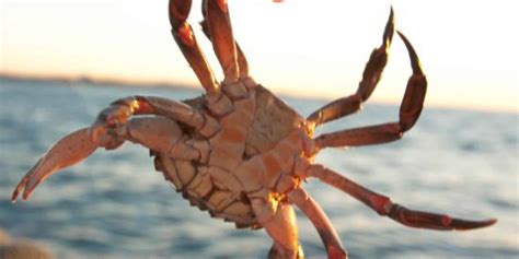 Kids' Crab Fishing ~ Cork Harbour Festival