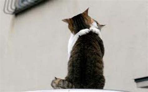 10 Cats Hugging in Cute Photos