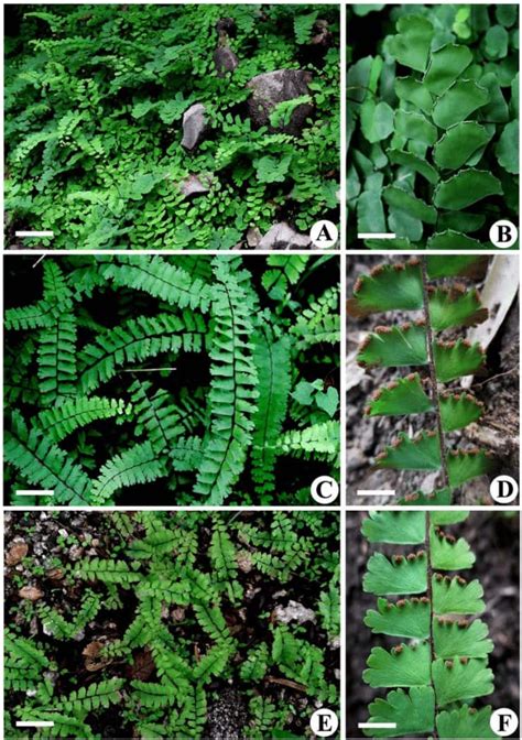 Plant Kingdom Plantae Kingdom Classification And Characteristics