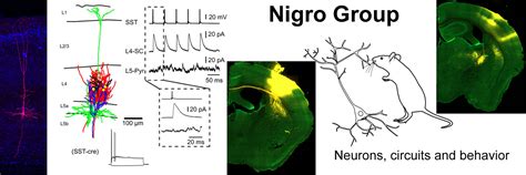 Nigro Group Kavli Institute For Systems Neuroscience Ntnu