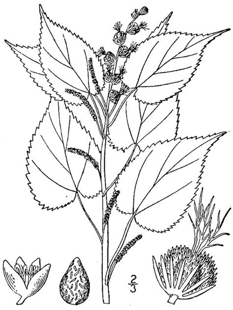 Hophornbeam Copperleaf Acalypha Ostryifolia Riddell Weed Technology Cambridge Core