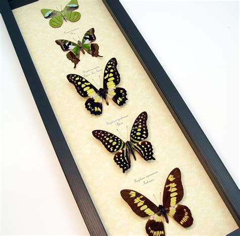 Green Butterfly Collection - Real Framed Butterflies - Butterfly Art