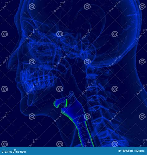 D Ilustra O Da Laringe Da Anatomia Do Sistema Respirat Rio Humano