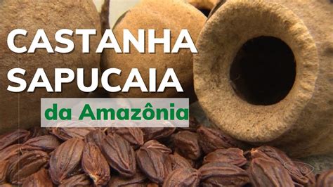 CASTANHA SAPUCAIA DA AMAZÔNIA Conheça YouTube