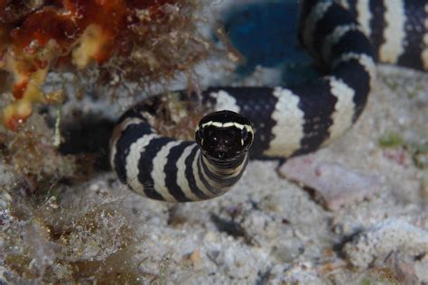 Turtle Headed Sea Snake Emydocephalus Annulatus