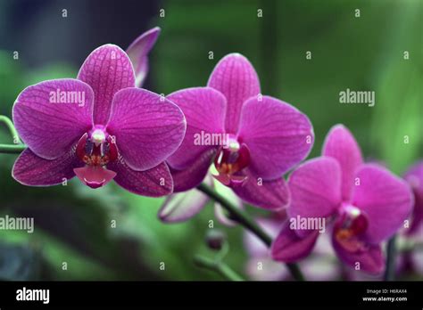 Plants Flowers Stock Photo Alamy
