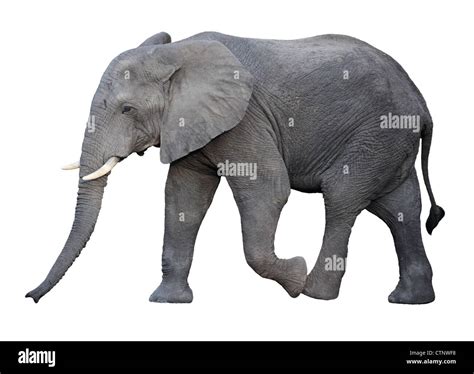 African Elephant Hi Res Stock Photography And Images Alamy