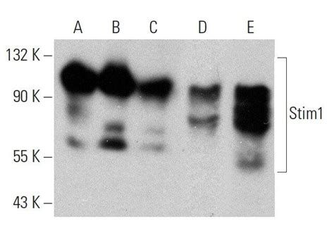 Stim A Scbt Santa Cruz Biotechnology