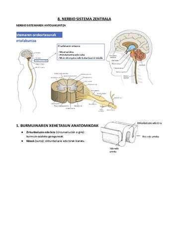 08 NERBIO SISTEMA ZENTRALA Pdf