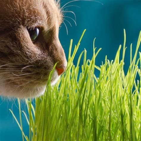 Cat Grass seeds | TheSeedCollection