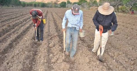 Maiz Cultivo Y Labores Culturales